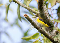 Yellow-sided Flowerpecker