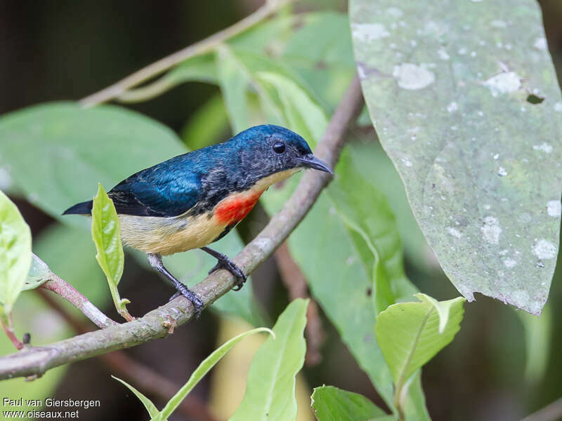 Fire-breasted Flowerpecker male adult, pigmentation