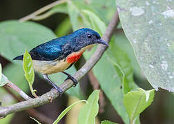 Fire-breasted Flowerpecker