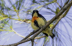 Fire-breasted Flowerpecker