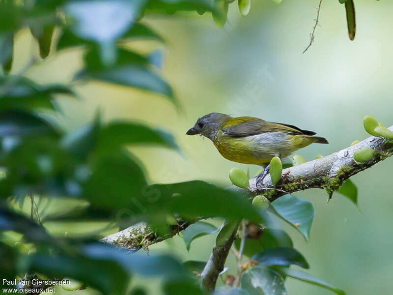 Dicée à poitrine écarlate femelle adulte, identification