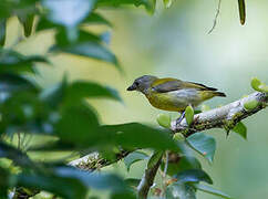 Scarlet-breasted Flowerpecker