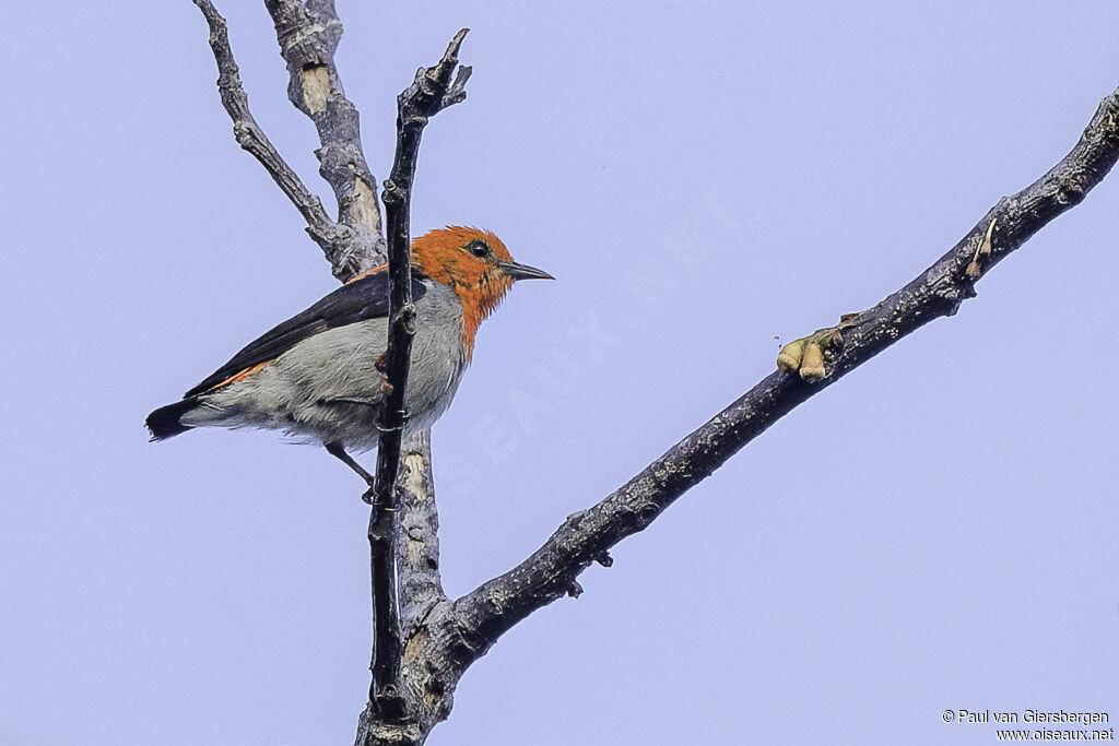 Scarlet-headed Flowerpecker male adult