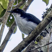Buzzing Flowerpecker