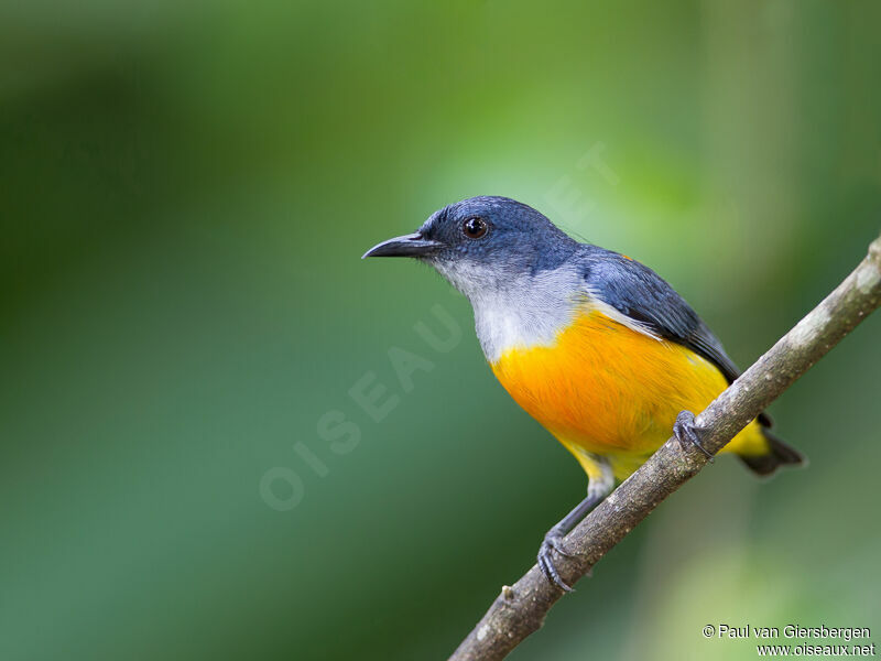 Orange-bellied Flowerpecker male adult