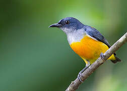 Orange-bellied Flowerpecker