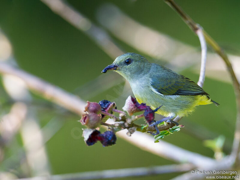 Orange-bellied Flowerpecker female adult