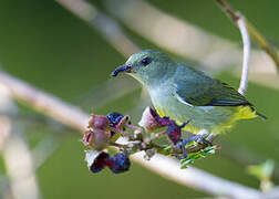 Orange-bellied Flowerpecker