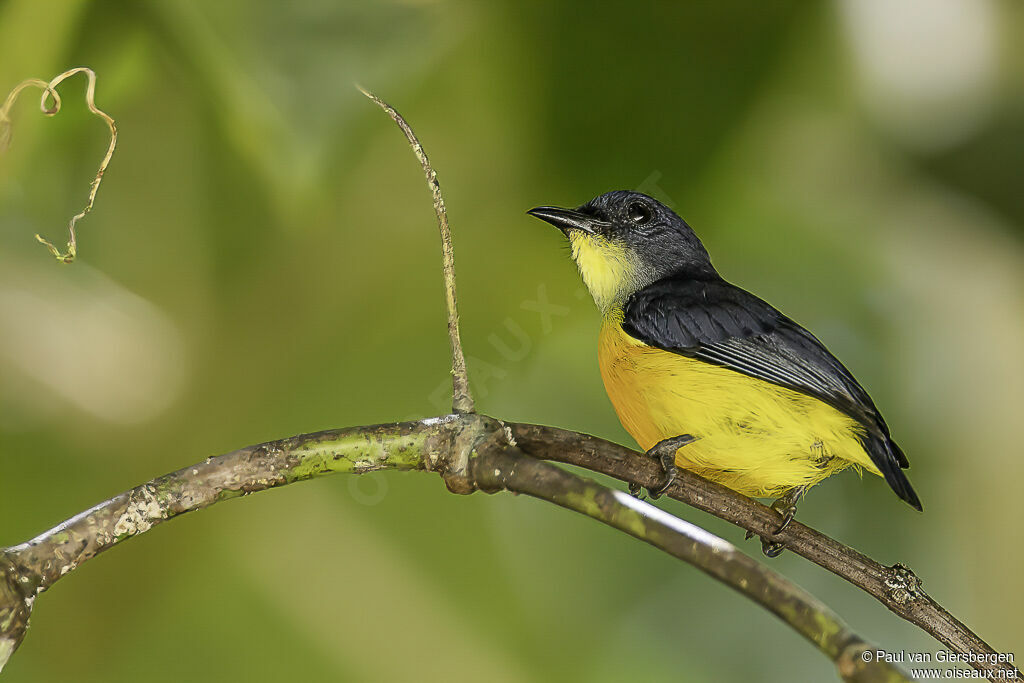 Orange-bellied Flowerpecker male adult