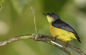 Orange-bellied Flowerpecker