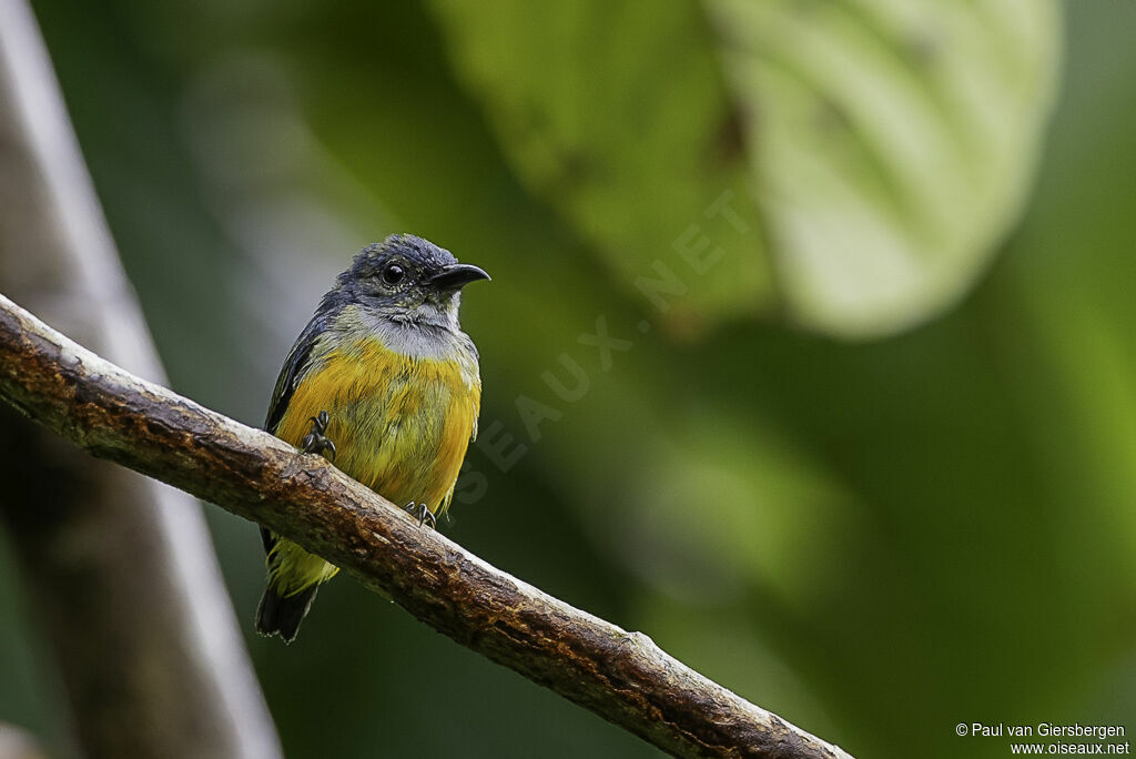 Orange-bellied Flowerpecker male adult