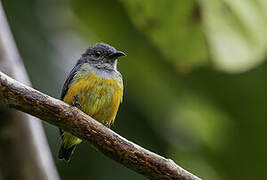 Orange-bellied Flowerpecker