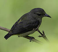 Orange-bellied Flowerpecker