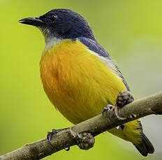 Dicée à ventre orange