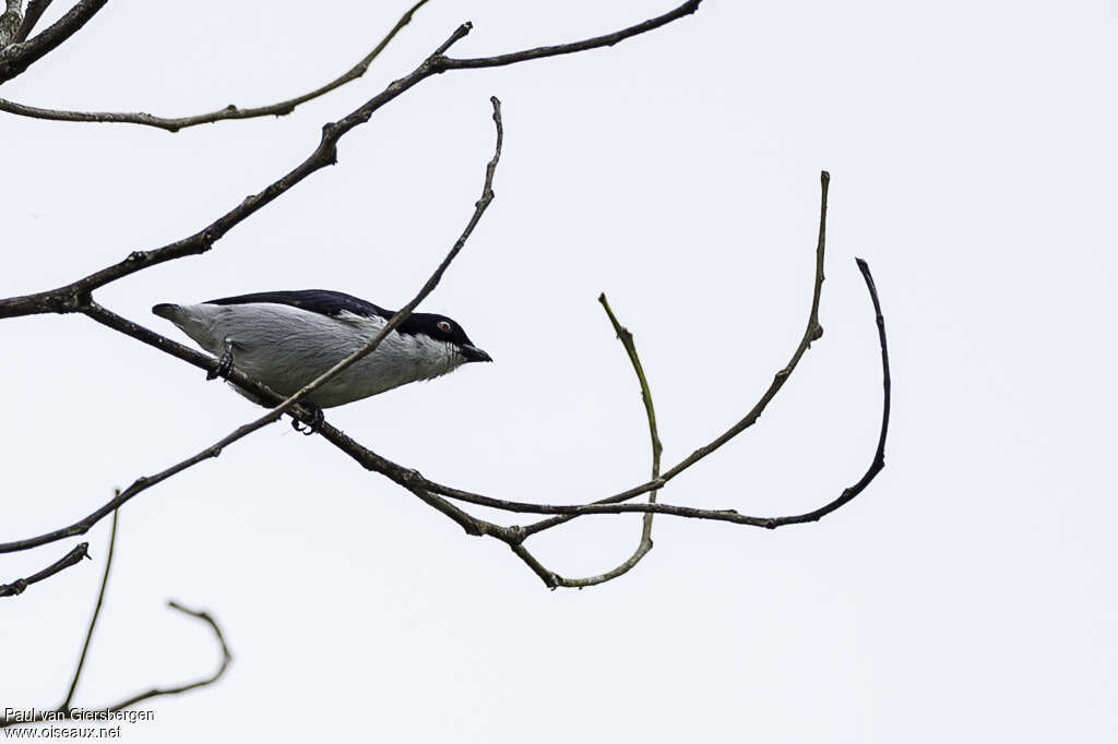 Bicolored Flowerpecker male adult