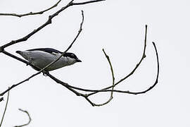 Bicolored Flowerpecker