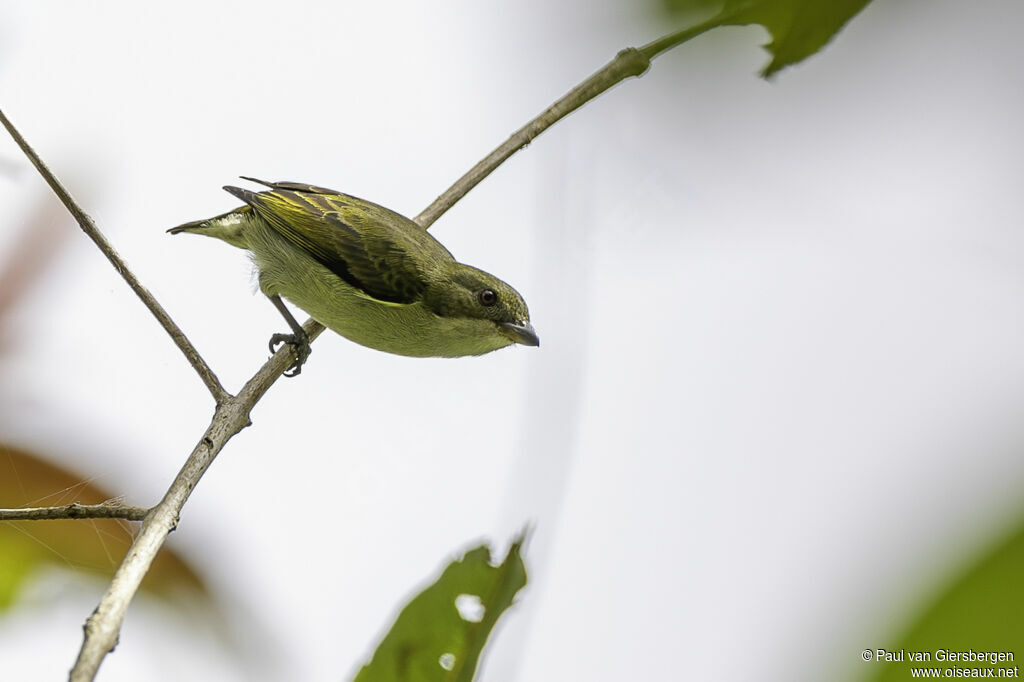 Bicolored Flowerpecker female adult