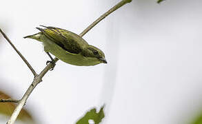 Bicolored Flowerpecker