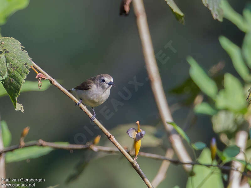 Nilgiri Flowerpecker, habitat