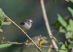 Nilgiri Flowerpecker