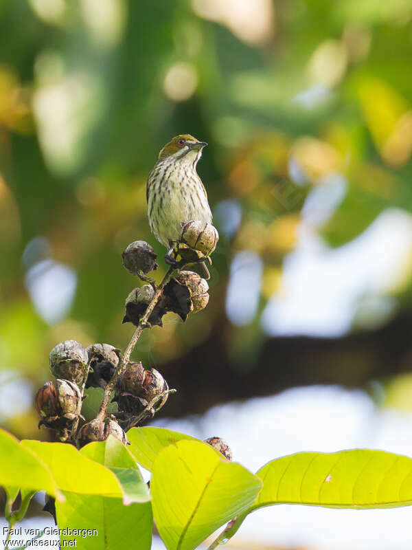 Yellow-vented Flowerpeckeradult, habitat