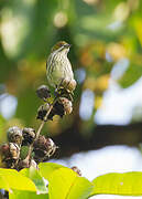 Yellow-vented Flowerpecker