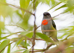 Halmahera Flowerpecker