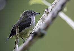 Black-sided Flowerpecker