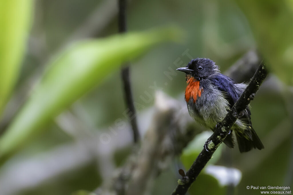 Black-sided Flowerpecker male adult