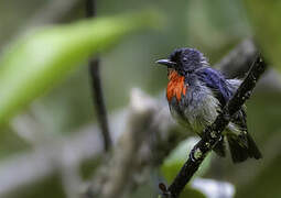 Black-sided Flowerpecker