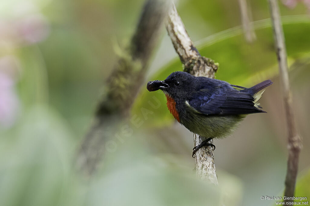 Black-sided Flowerpecker male adult