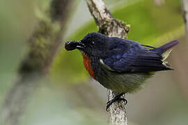 Black-sided Flowerpecker