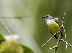 Legge's Flowerpecker