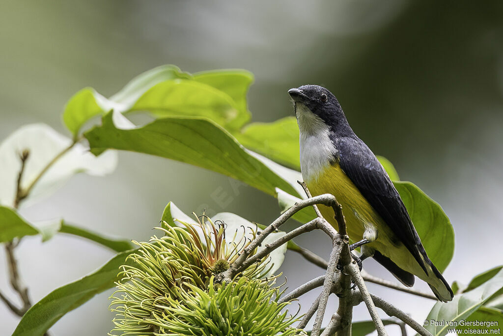 Legge's Flowerpecker male adult