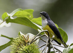 Legge's Flowerpecker