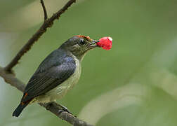 Red-capped Flowerpecker