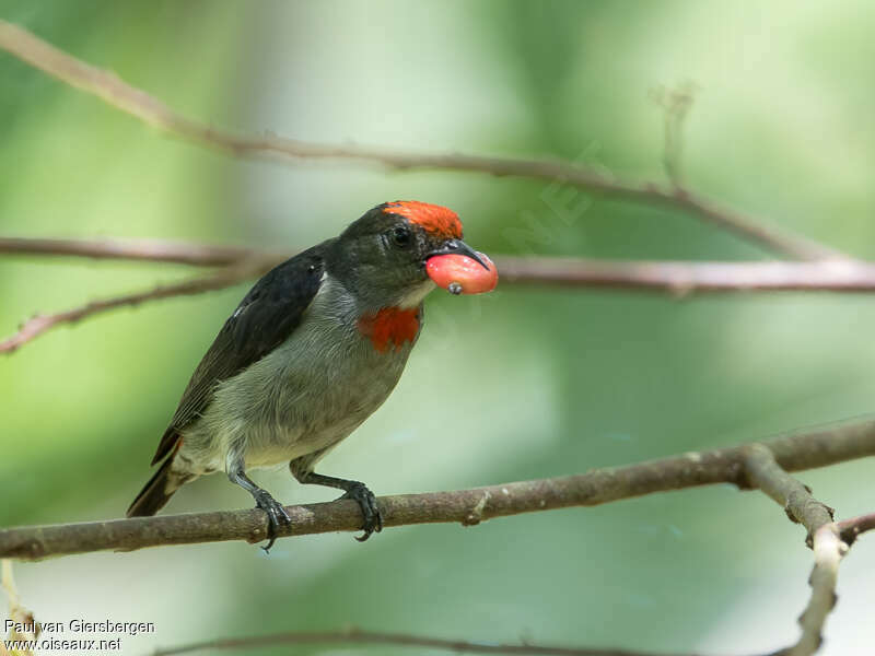 Red-capped Flowerpecker male adult, identification