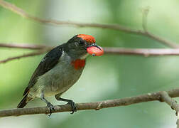 Red-capped Flowerpecker