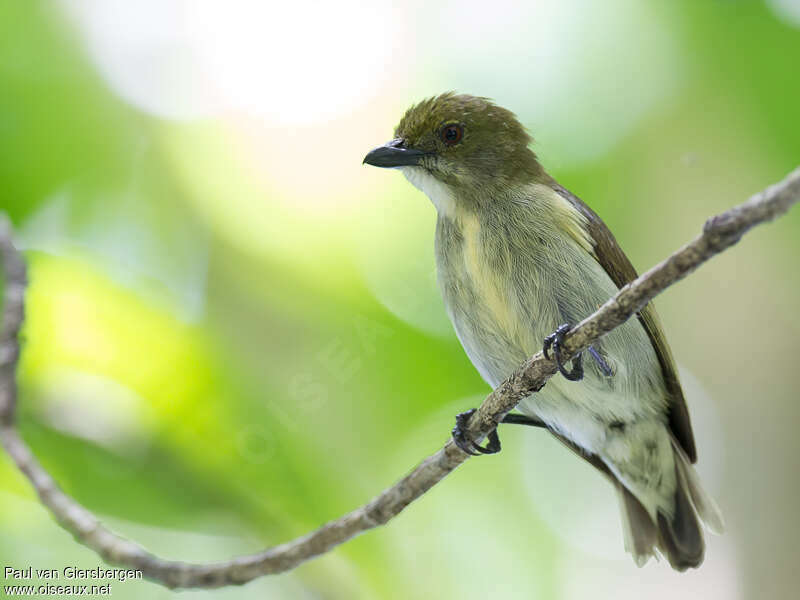 Golden-rumped Flowerpeckeradult