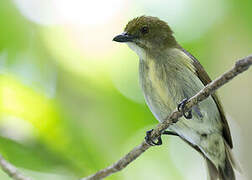 Golden-rumped Flowerpecker