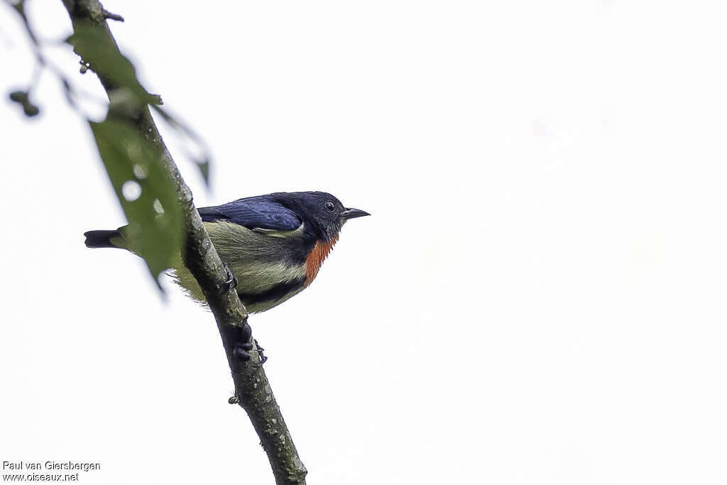 Fire-throated Flowerpecker male adult