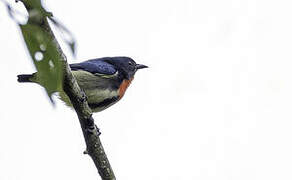 Fire-throated Flowerpecker