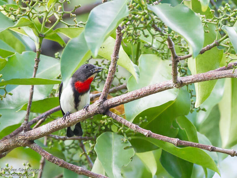 Red-chested Flowerpecker male adult, eats