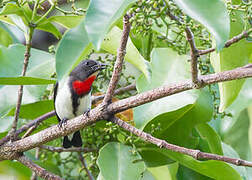 Blue-cheeked Flowerpecker