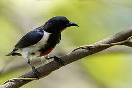 Scarlet-collared Flowerpecker