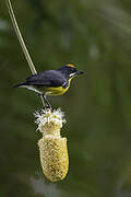 Palawan Flowerpecker