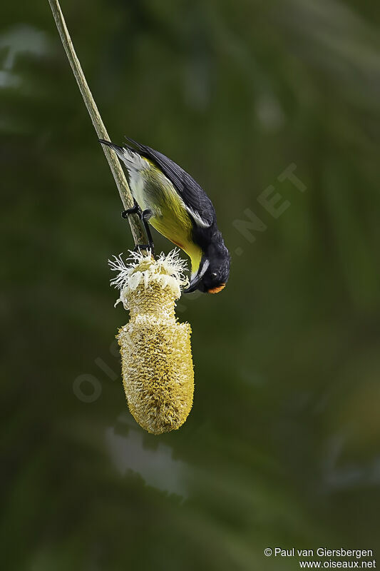 Palawan Flowerpecker