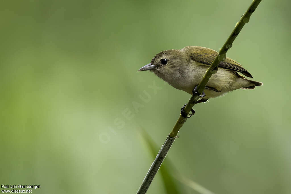 Dicée des Andamansadulte