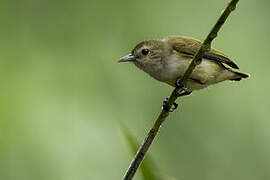 Andaman Flowerpecker