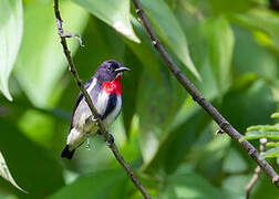 Grey-sided Flowerpecker